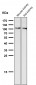 Anti-NALP3 NLRP3 Rabbit Monoclonal Antibody